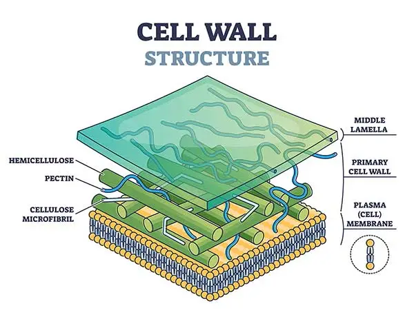The structure of a plant cell wall